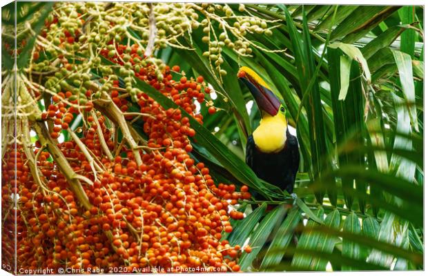 Chestnut-mandibled Toucan picking a berry Canvas Print by Chris Rabe