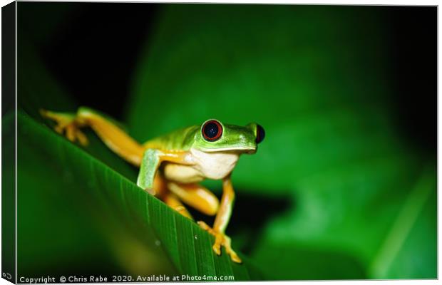 Red-Eyed Tree Frog sitting on a leaf Canvas Print by Chris Rabe