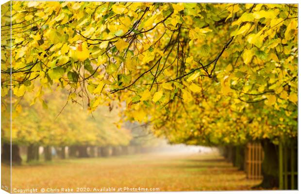 Bushy Park in autumn colours Canvas Print by Chris Rabe