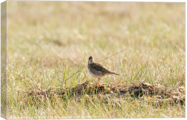 eurasian skylark standing on nest Canvas Print by Chris Rabe