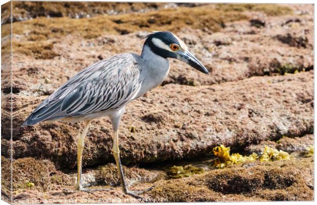 Yellow-crowned Night Heron Canvas Print by Chris Rabe