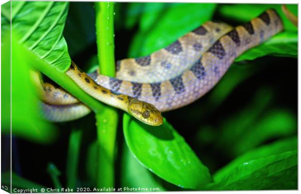 Banded Cat-eyed Snake  Canvas Print by Chris Rabe