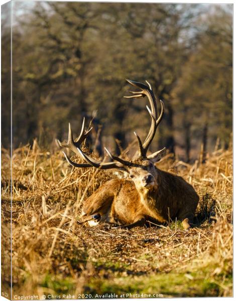 Curious stag Canvas Print by Chris Rabe