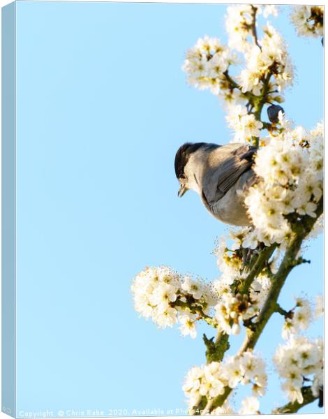 Blackcap in blossom Canvas Print by Chris Rabe