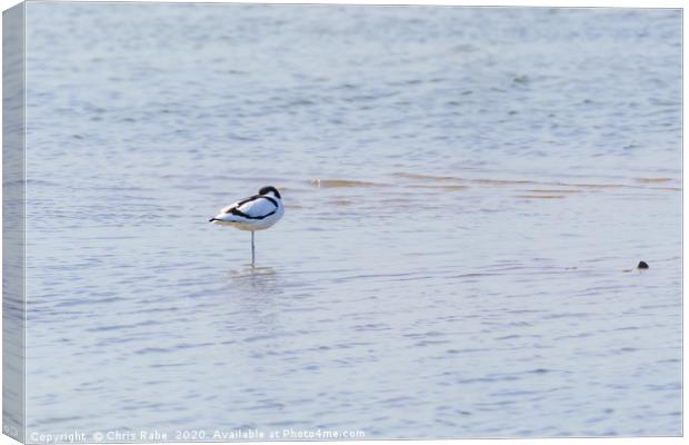 Pied Avocet resting Canvas Print by Chris Rabe