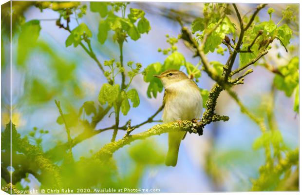 Willow Warbler Canvas Print by Chris Rabe