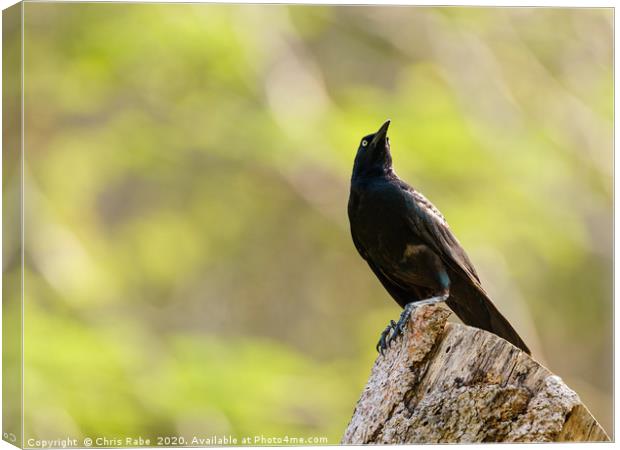 Common Grackle  Canvas Print by Chris Rabe
