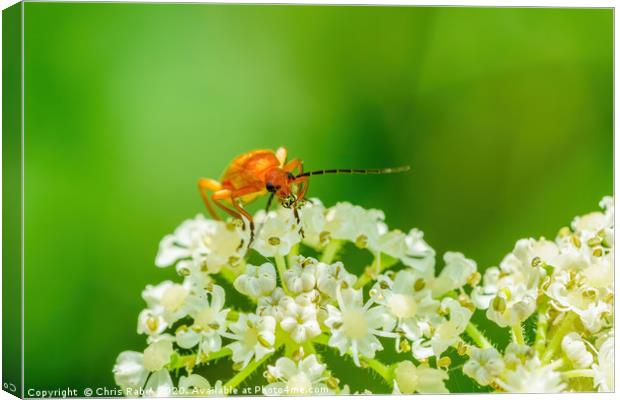 Red soldier beetle Canvas Print by Chris Rabe