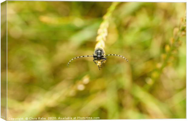 Golden-bloomed Grey Longhorn Canvas Print by Chris Rabe