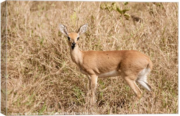 Steenbok surprise Canvas Print by Chris Rabe
