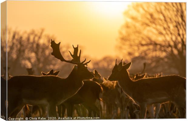 Fallow Deer silhouette Canvas Print by Chris Rabe