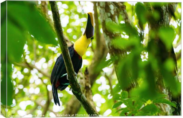 Chestnut-mandibled Toucan Canvas Print by Chris Rabe
