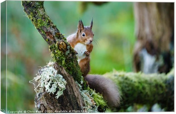 red squirrel  Canvas Print by Chris Rabe