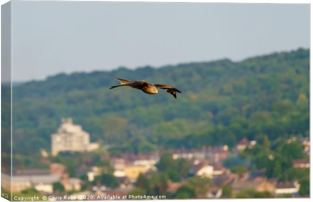Red Kite over West Wycombe Canvas Print by Chris Rabe