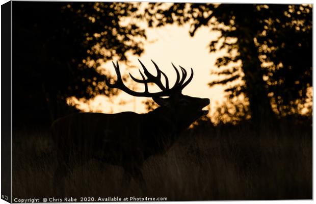Red deer stag silhouette Canvas Print by Chris Rabe