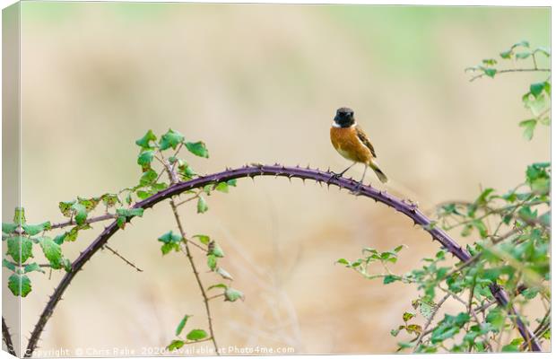 Stonechat male Canvas Print by Chris Rabe