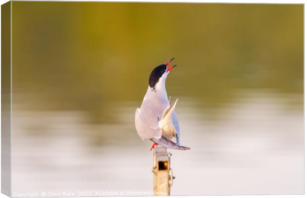 Common Tern calling out Canvas Print by Chris Rabe