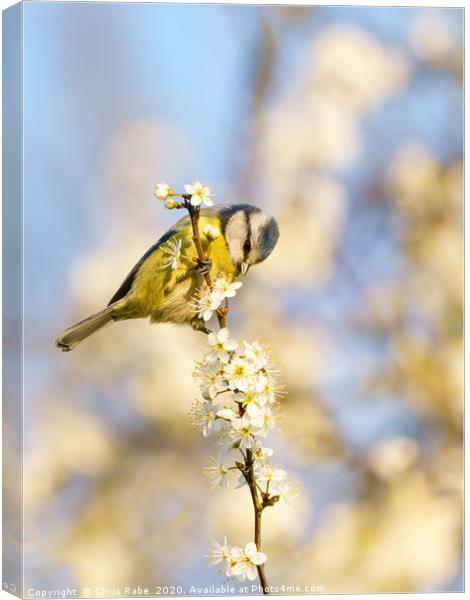 Blue Tit and blossom Canvas Print by Chris Rabe