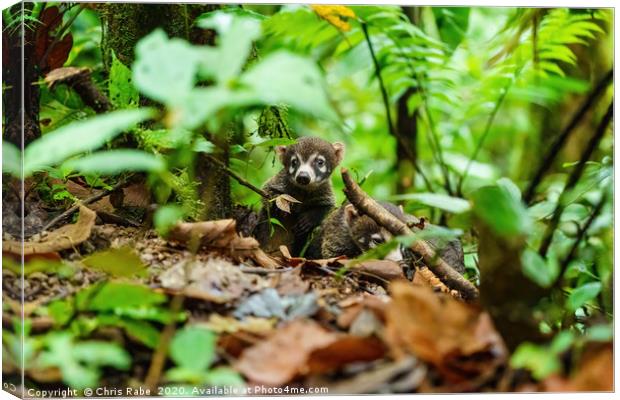 Pair of Baby Ring-Tailed Coati Canvas Print by Chris Rabe