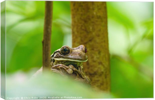 Veined Tree Frog  Canvas Print by Chris Rabe