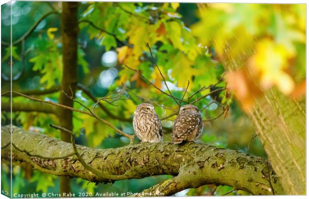 Pair of Little Owl Canvas Print by Chris Rabe