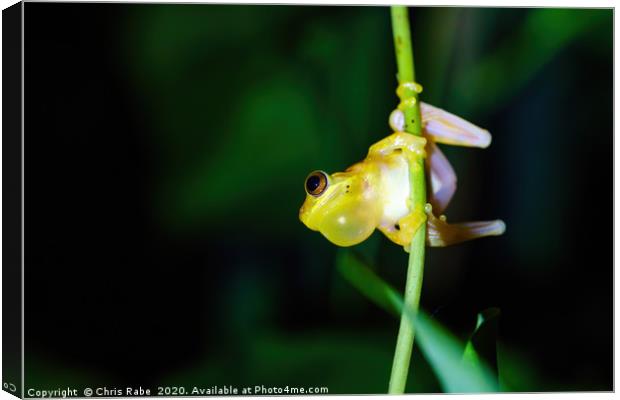 Small-headed tree frog Canvas Print by Chris Rabe