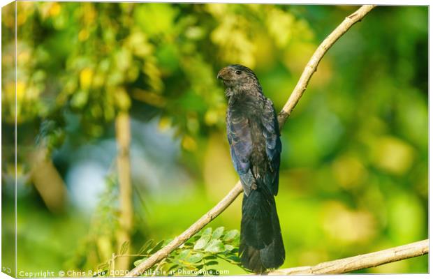 Smooth-billed Ani  Canvas Print by Chris Rabe