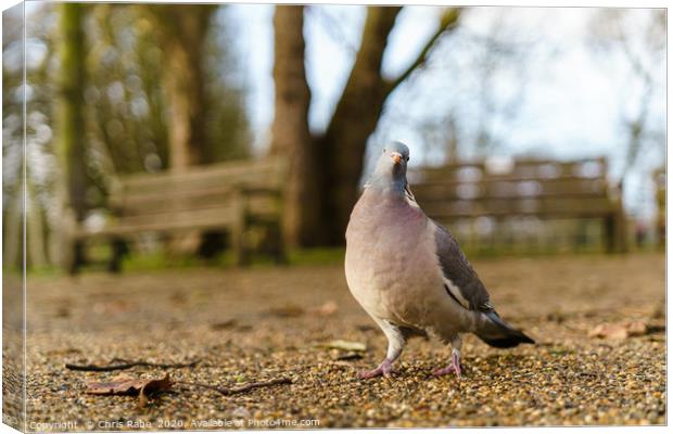 Common Wood Pigeon Canvas Print by Chris Rabe