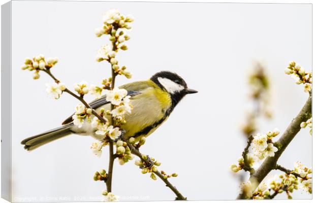 Great Tit in spring Canvas Print by Chris Rabe