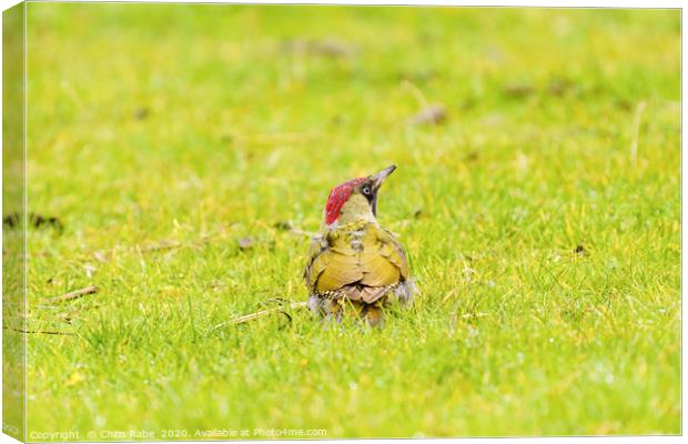 Green Woodpecker Canvas Print by Chris Rabe