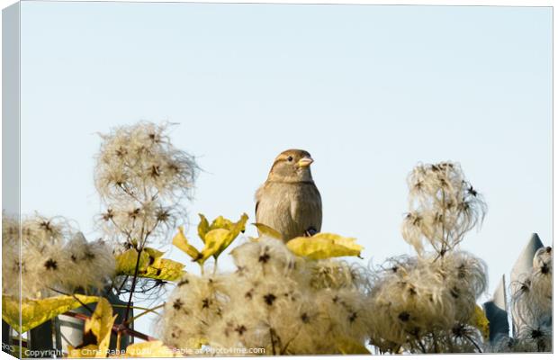 House sparrow  Canvas Print by Chris Rabe