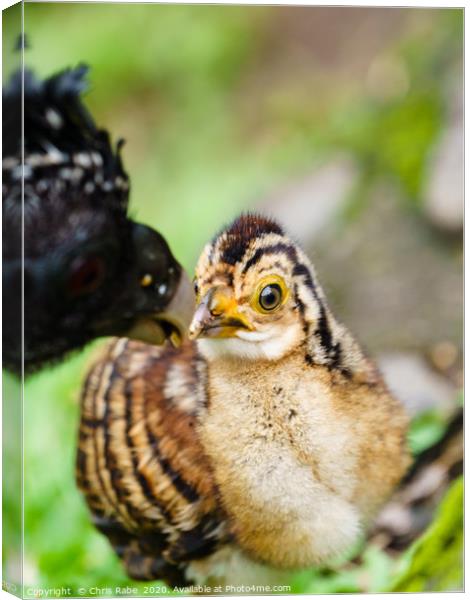 Great Curassow female with chick Canvas Print by Chris Rabe