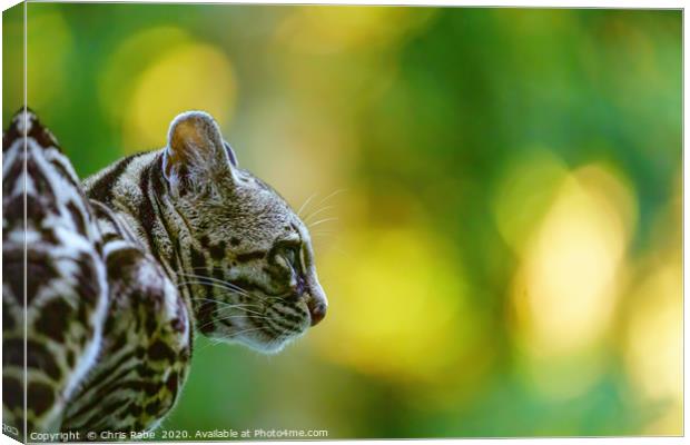 Female Margay  early morning in forest Canvas Print by Chris Rabe