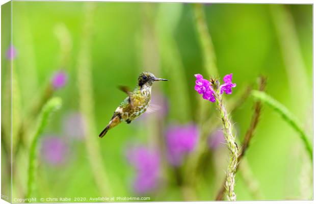 Black-crested Coquette  Canvas Print by Chris Rabe