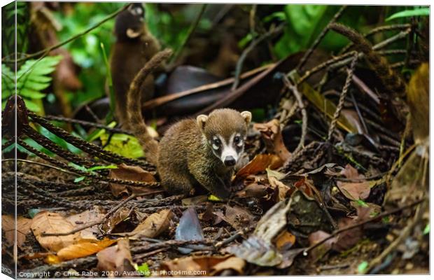 Baby Ring-Tailed Coati Canvas Print by Chris Rabe