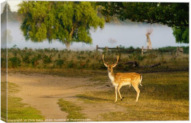 Male Fallow Deer in early morning light Canvas Print by Chris Rabe