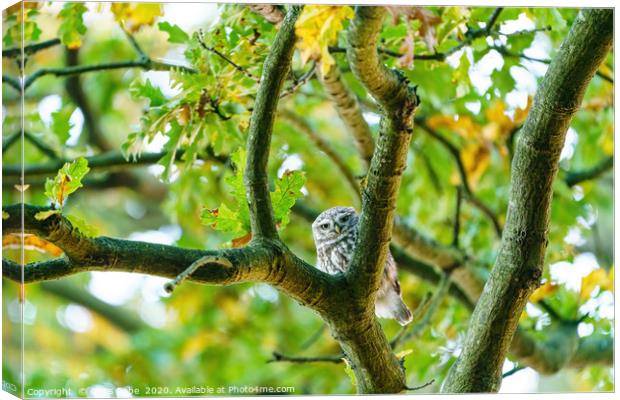 Little Owl staring into camera from between branch Canvas Print by Chris Rabe