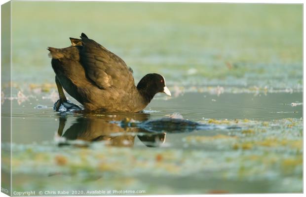 Coot  climbing into waters of a small lake Canvas Print by Chris Rabe