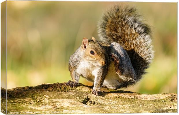 Gray Squirrel having a good scratch Canvas Print by Chris Rabe