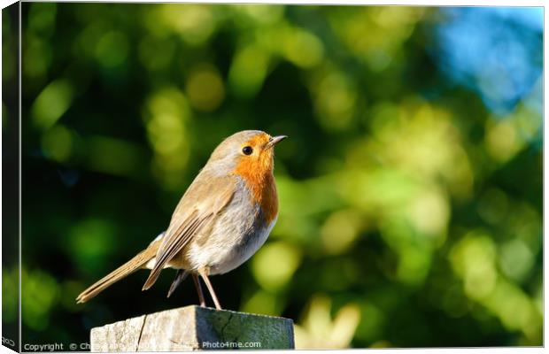 European Robin on fence post Canvas Print by Chris Rabe