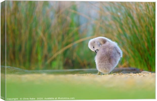 Mute swan cygnet cleaning itself Canvas Print by Chris Rabe
