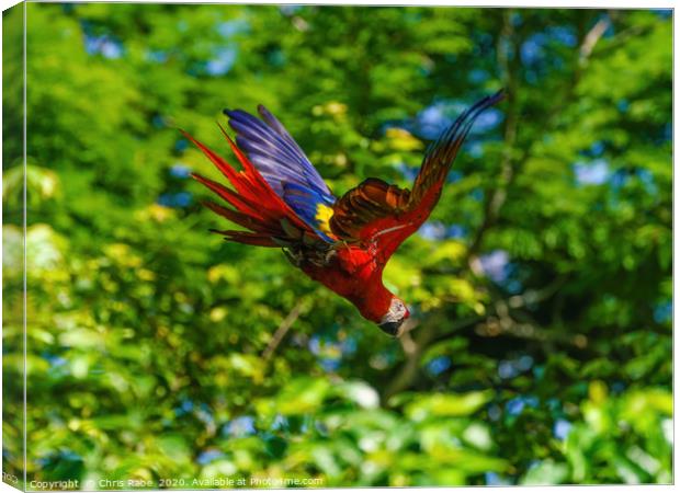 Scarlet Macaw in flight Canvas Print by Chris Rabe