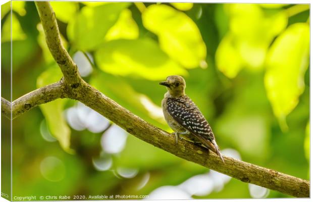 Hoffmann's Woodpecker Canvas Print by Chris Rabe