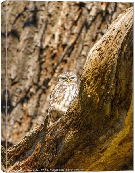 Little Owl staring intensely at camera Canvas Print by Chris Rabe
