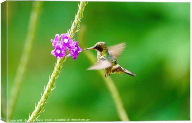 Black-crested Coquette in flight Canvas Print by Chris Rabe