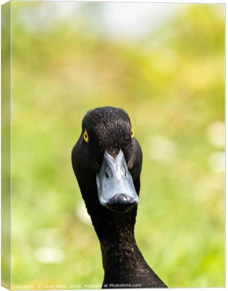 Tufted Duck portrait Canvas Print by Chris Rabe