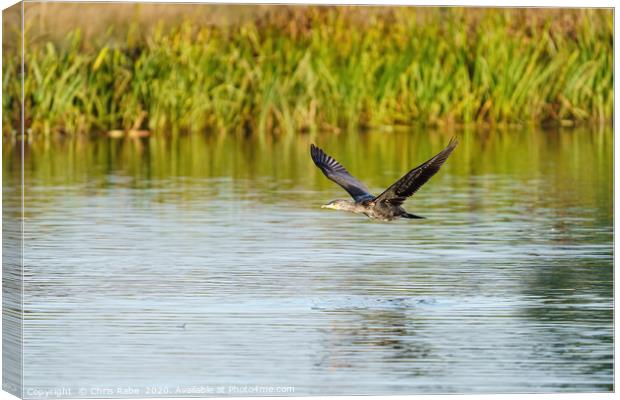 Great Cormorant flying low Canvas Print by Chris Rabe