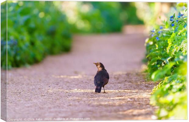 Blackbird male on a path in early spring light Canvas Print by Chris Rabe