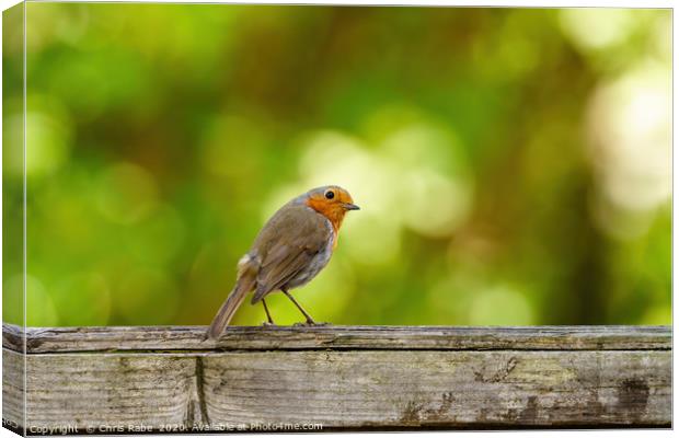 European Robin  looking back over shoulder Canvas Print by Chris Rabe