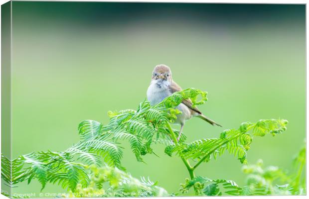 Common Whitethroat  Canvas Print by Chris Rabe
